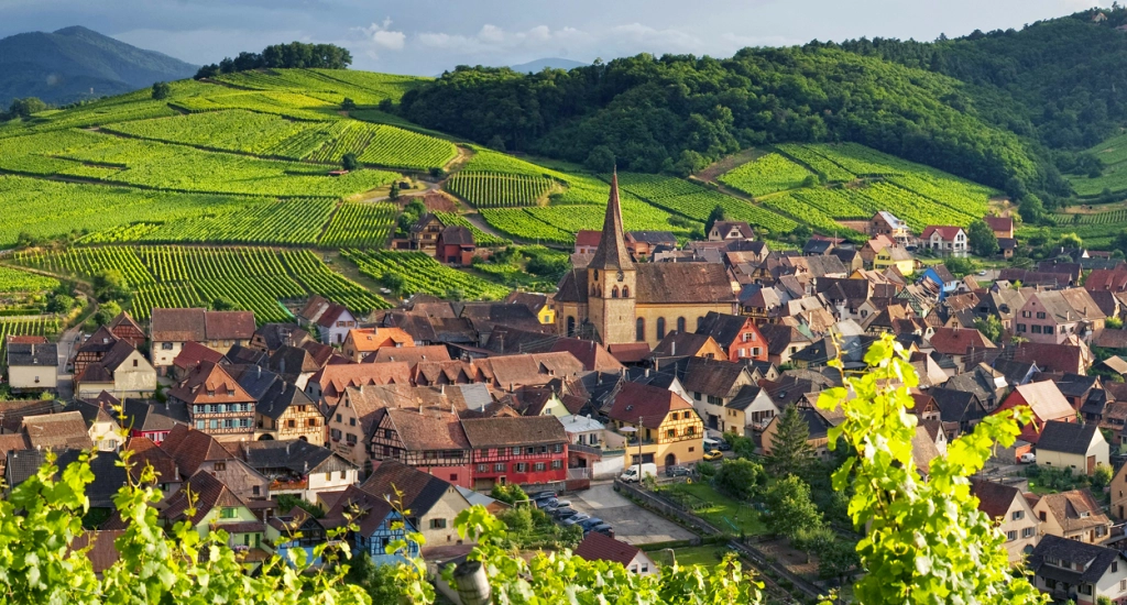 Alsace wine
